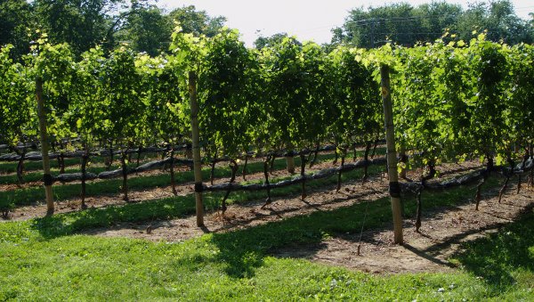The Old Field Vineyard